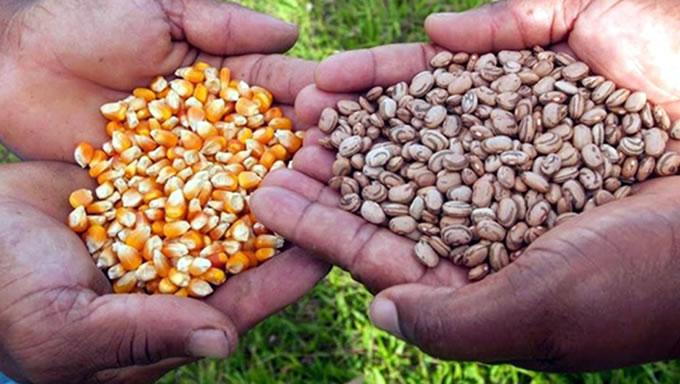 Prefeitura inicia segunda-feira distribuição de 1,4 mil kg de sementes para agricultores familiares